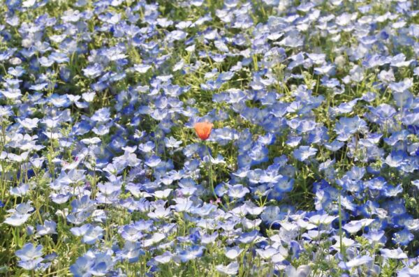 Image (97)